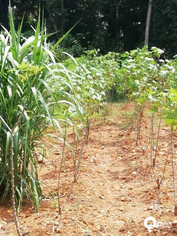 Plot for sale ettumanoor