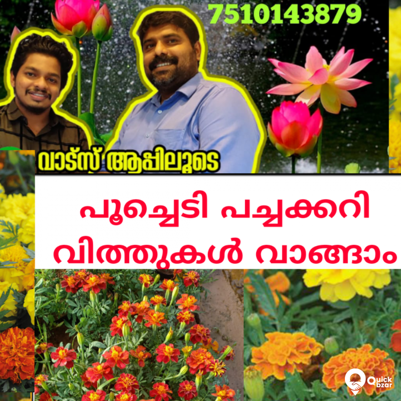 FLOWER  seeds   5pak