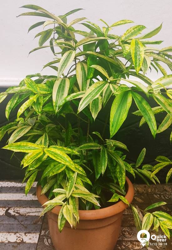Live Plants,  Indoor Plants (Babies)