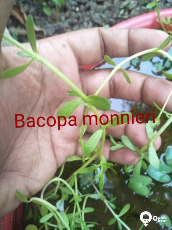 Aquatic plants