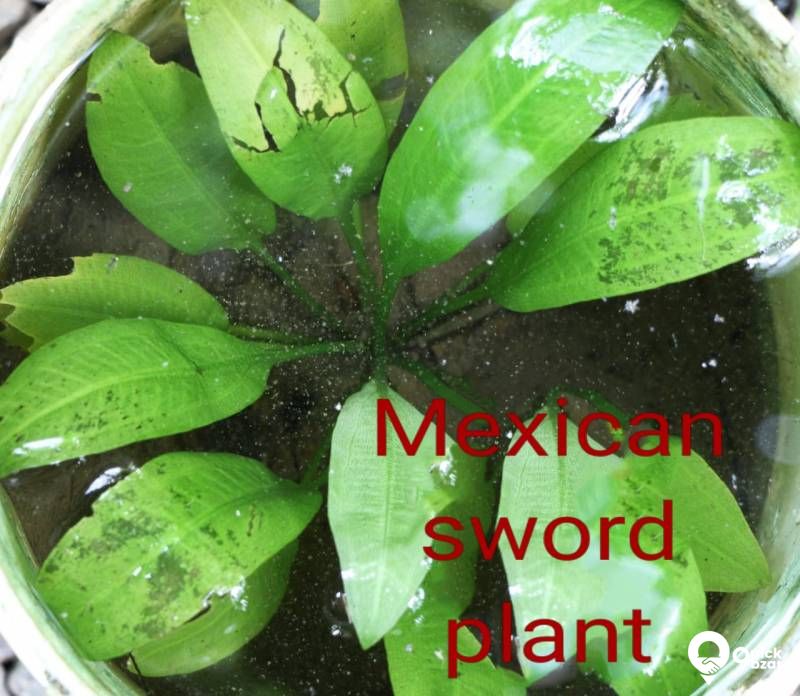 Aquatic plants