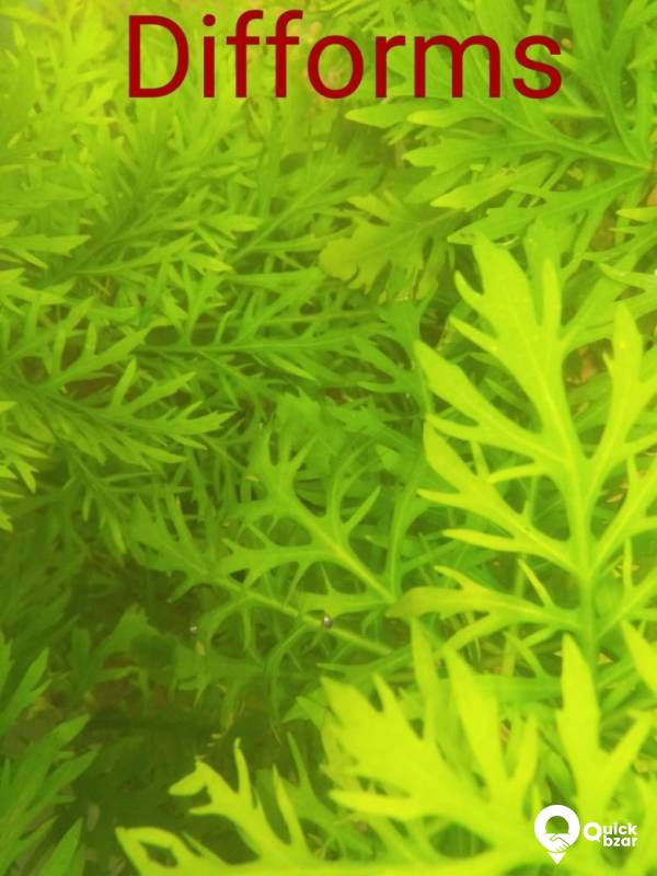 Aquatic plants(water plants) (Non co2 plants)