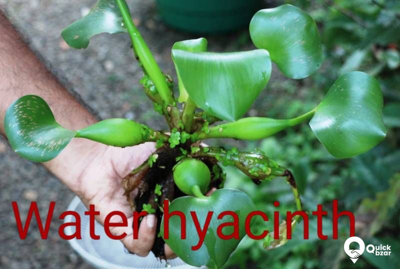 Aquatic plants(water plants) (Non co2 plants)