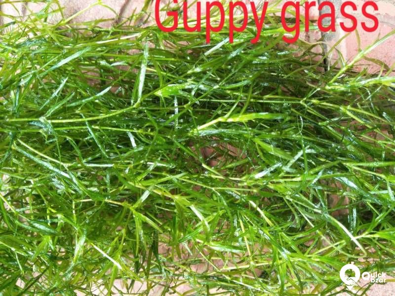 Aquatic plants(water plants) (Floating plants)