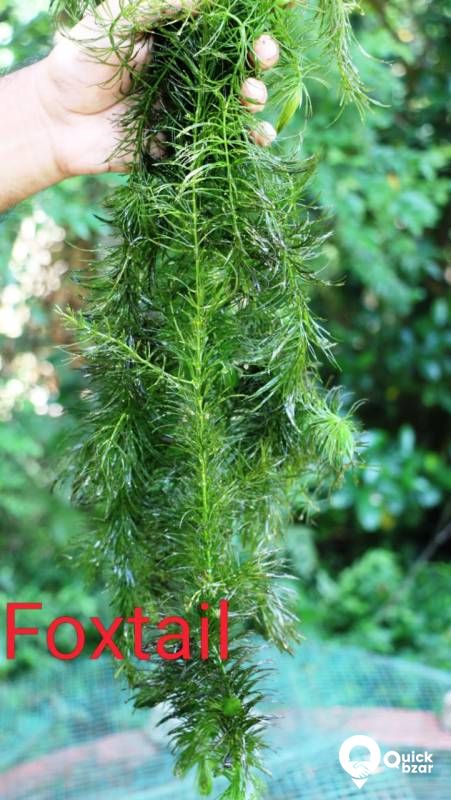 Aquatic plants(water plants) (Floating plants)