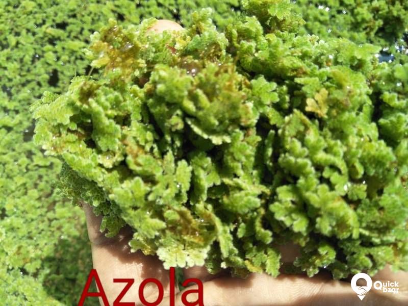 Azola - Live protein feed as well as aquatic floating plant.
