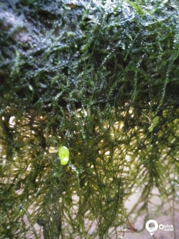 Java moss - Aquatic driftwood plant as well as carpet plant